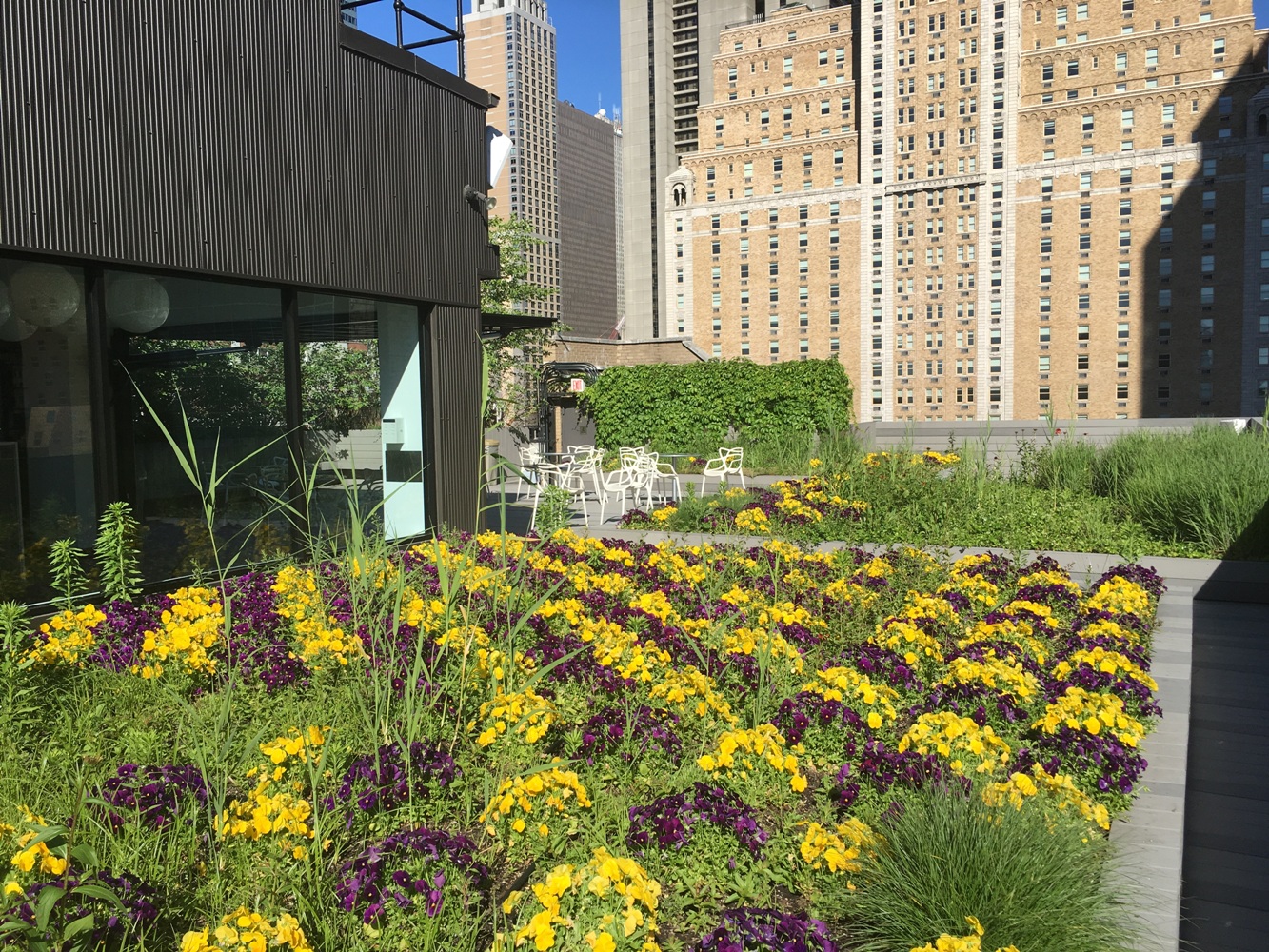 a lively garden growing on top of an office building